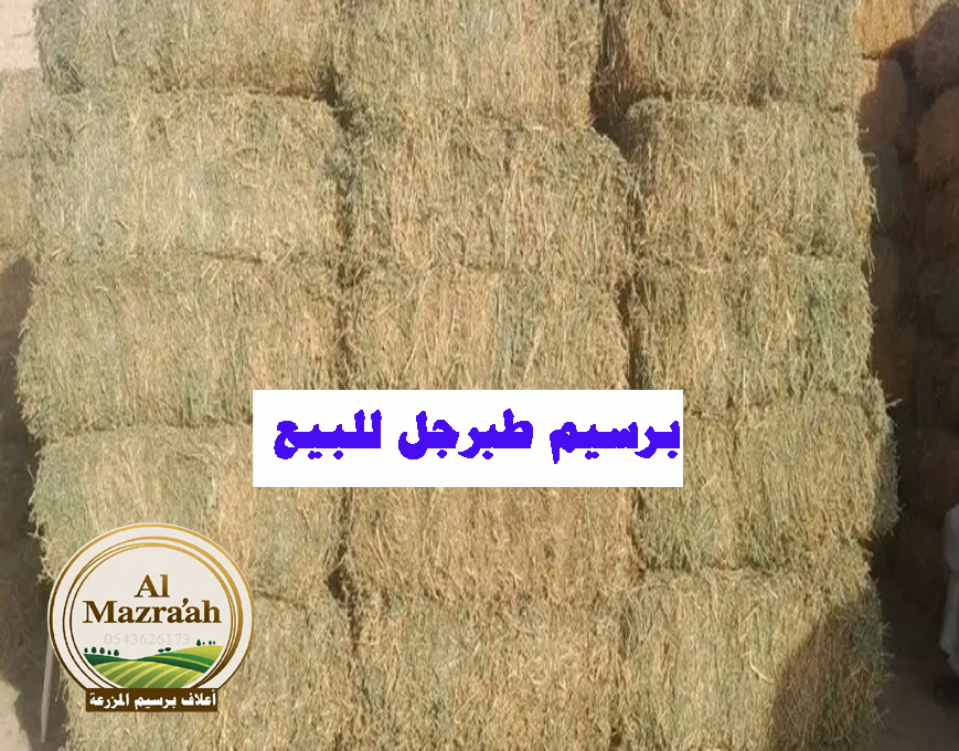 برسيم طبرجل برسيم للبيع